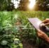 Agricultura Digital: Novas Fronteiras para a Segurança Alimentar Sustentável